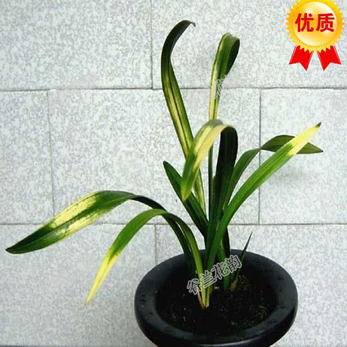 唐伯虎荷瓣虎斑 建兰四季兰 兰花 兰花苗 花卉绿植盆栽室内植物