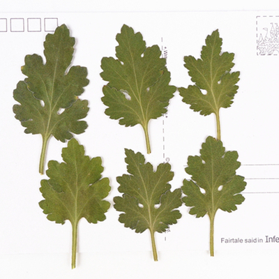 植物标本植物标本树叶