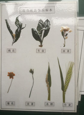 花序原色腹膜标本 桃花油菜 车前菊花韭菜水稻小麦