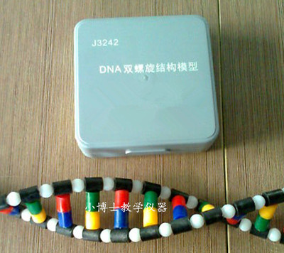 33307 DNA双螺旋结构模型组件 DIY制作 生物实验器材 教学仪器