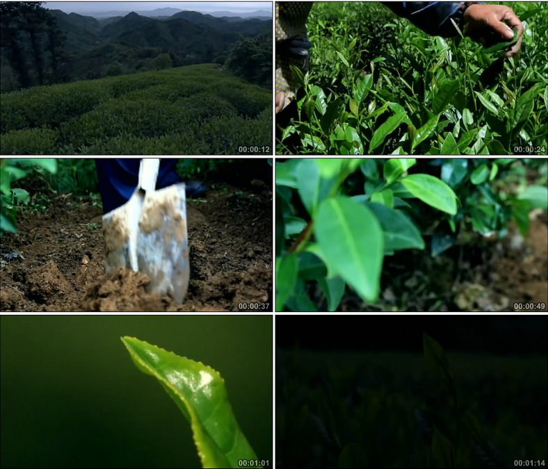 独山景色茶树茶叶茶园特写/采茶/中国高清实拍视频素材