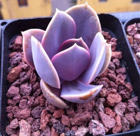 多肉植物 韩国进口多肉「紫丁香」贵货正版叶片 叶插 韩系