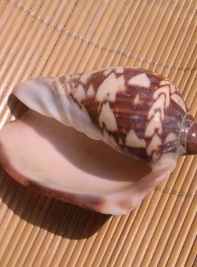 舞袖涡螺鱼缸造景装饰