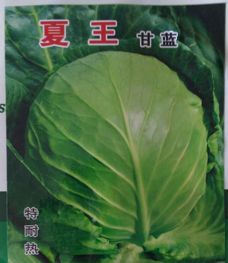 夏王甘蓝种子 特耐热 40度可种植 春夏秋播种 抗热 抗病性好 10g
