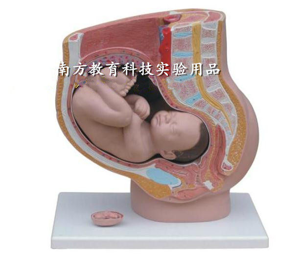 女性矢状4件 女性骨盆妊娠九个月胎儿模型 妊娠解剖模型