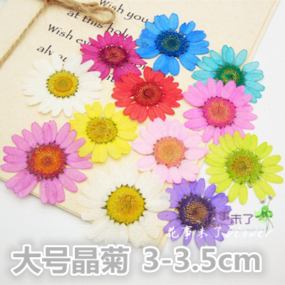 大号晶菊干花押花压花植物