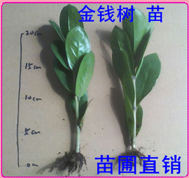 金钱树苗盆栽招财树发财树盆栽大苗客厅绿植吸甲醛净化空气