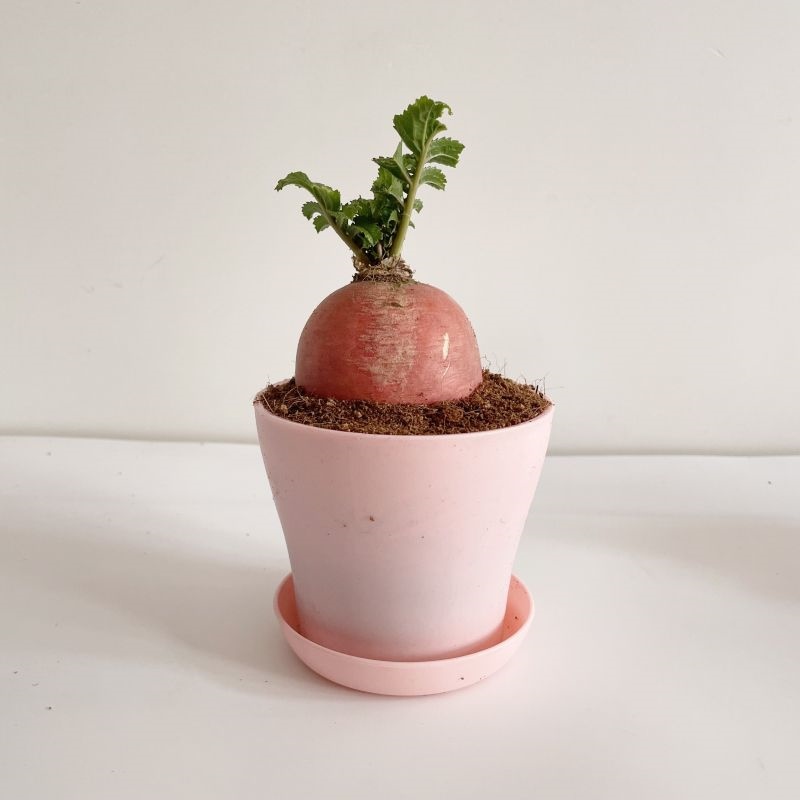 儿童{幼儿园萝卜幼儿园学生日记植物盆栽红皮观察蔬菜水培绿植角