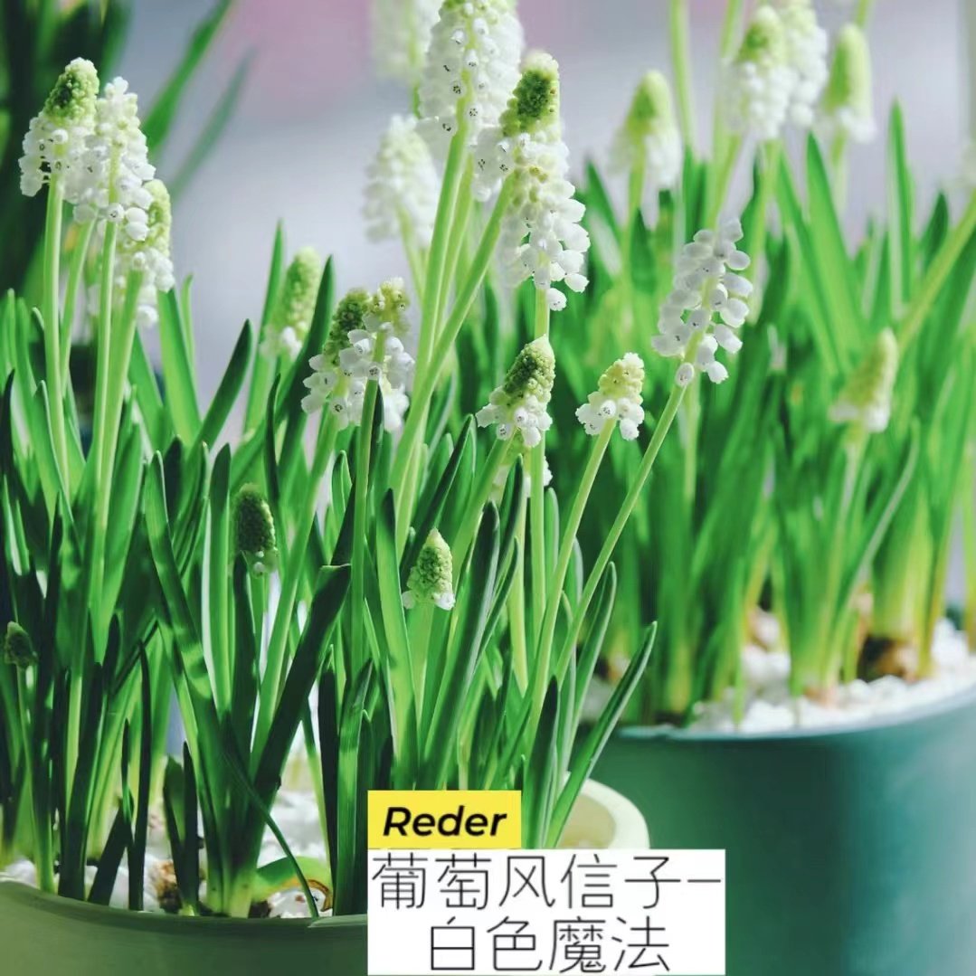 室内_好阳台养易活盆栽庭院花苞花卉葡萄风信子多年生耐寒客厅带