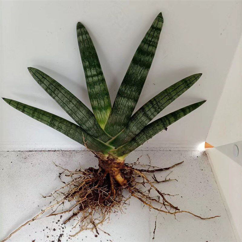 【招财佛手】棒叶虎皮兰易养室内多肉植物绿植花卉盆栽防辐射镇宅