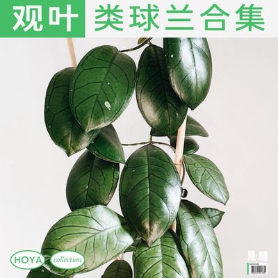 见植plant | 观叶类球兰合集 室H内耐阴开花绿植 小众特别绿植