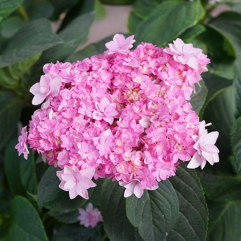 变色绣球你我的浪漫绣球花可调色阳台庭院花卉植物盆栽小苗