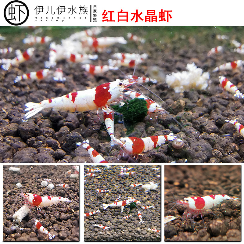 观赏虾鲜活水晶j除藻热带淡水虾工具宠物繁殖组红黑白吃藻小虾活