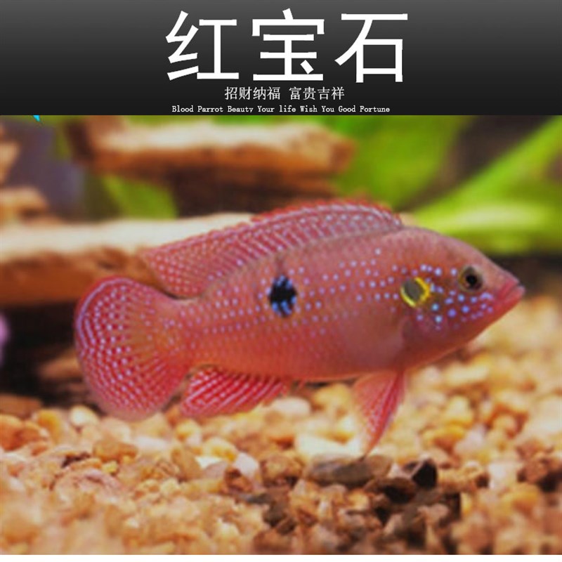 新品红宝石鱼血钻鱼热带鱼球型三湖慈鲷马鲷科Q鱼招财鱼观赏鱼包