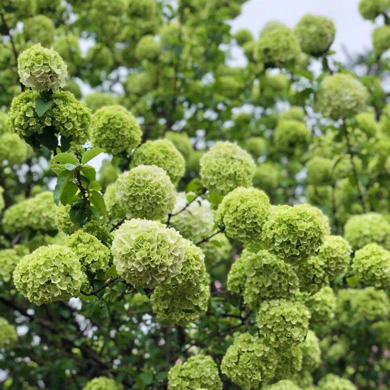 中华木本绣球树小苗阳台盆栽庭院地栽大花斗球荚蒾耐寒花卉绿植物
