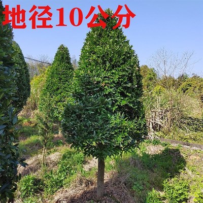 竹柏盆栽树苗庭院园林别墅驱蚊植物室内绿植四季常青花木耐阴好养