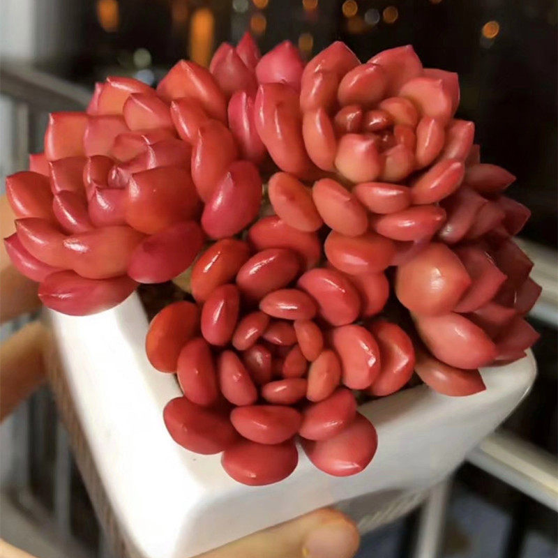 云南花卉高级e精品红宝石群生多肉植物室内窗台防辐射盆栽含盆带