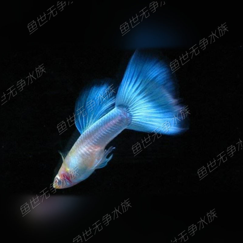 速发天空蓝孔雀鱼凤尾卵胎生小鱼配对纯种繁殖淡水热带鱼观赏鱼活