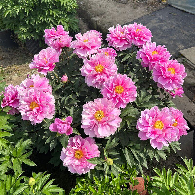 观赏重瓣芍药花h苗种根带芽阳台盆栽四季开花耐寒庭院牡丹花卉植