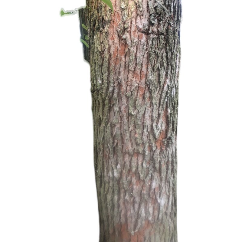 速发天然新鲜药用桉树皮 大叶桉树 原e中药材桉树 新鲜品 1件500