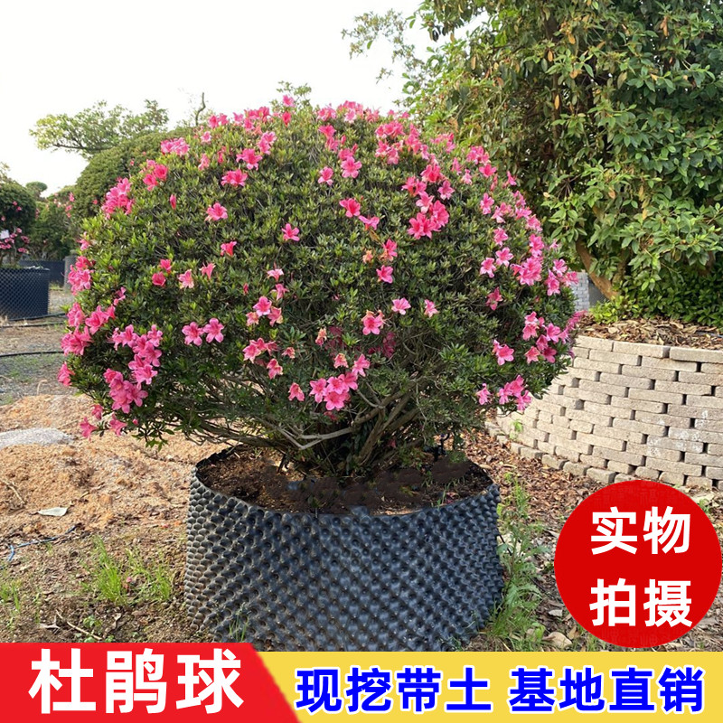 杜鹃花苗木春娟苗毛杜鹃花球形树苗庭院色块植物花园绿化四季常青