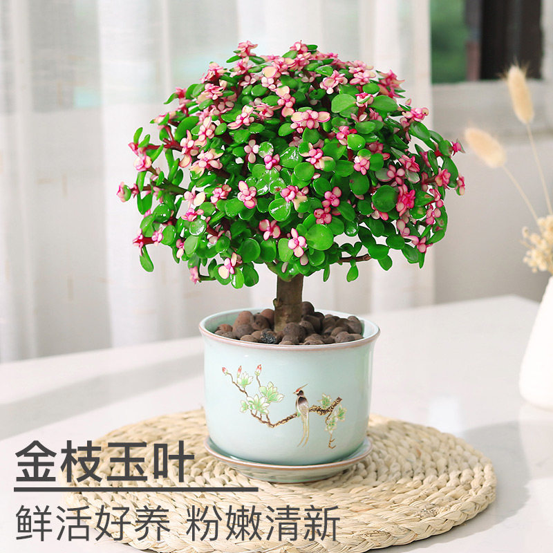 金枝玉叶盆栽造型多肉植物稀有品种肉肉室内花卉老桩雅乐之舞新品