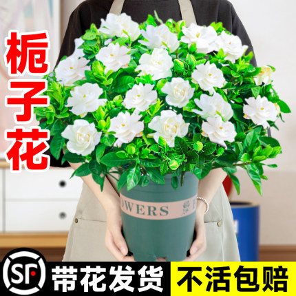 现货速发栀子花盆栽带花大苗九里香茉莉花卉植物室内花阳台水培绿