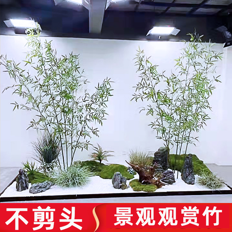 不修剪全冠带梢头不去顶景观竹金竹绿竹庭院观赏佛肚竹四季竹子苗