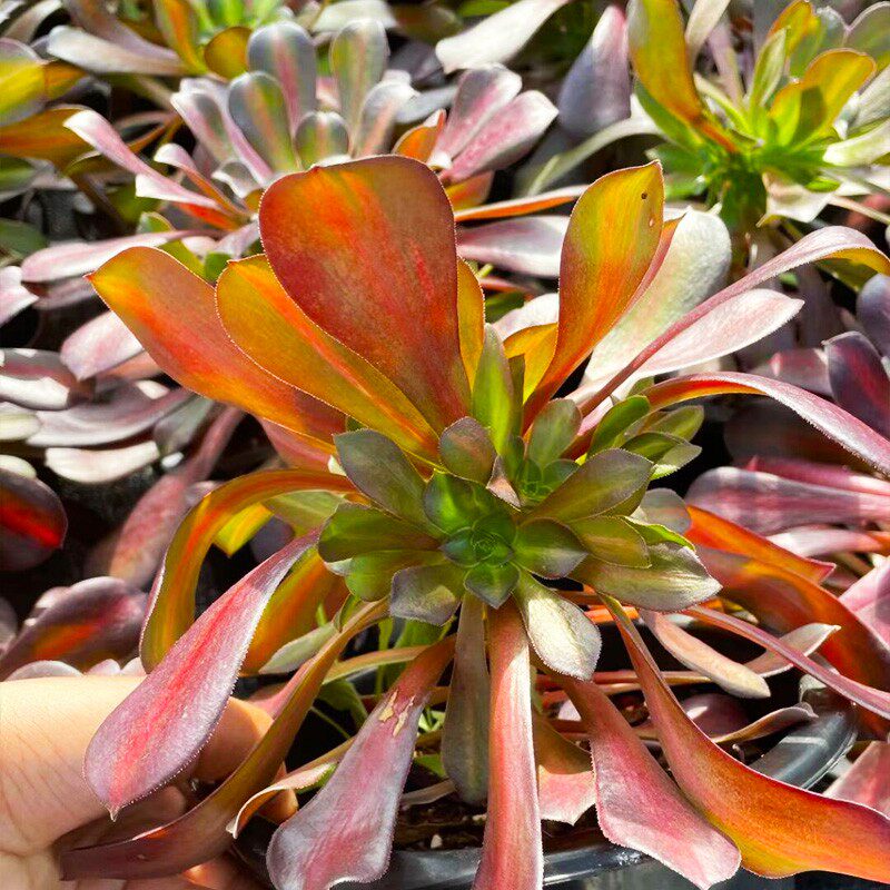 速发花纳稀有美杜莎中斑锦v花纳锦高端法师锦稀有多肉巨大超大植