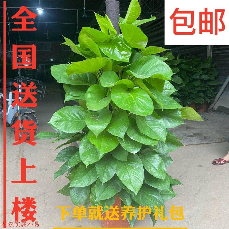 华南绿萝柱盆栽清仓植物办公室客厅大宽叶绿植叶子绿萝爬藤大盆栽,鲜花速递/花卉仿真/绿植园艺,红掌/凤梨/温室花卉,淘宝优惠券,粉丝福利购,淘宝优惠卷