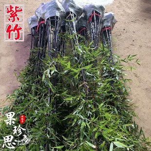 四季常青名贵紫竹苗竹子苗庭院户外耐寒竹苗景观竹黑杆竹观赏竹子