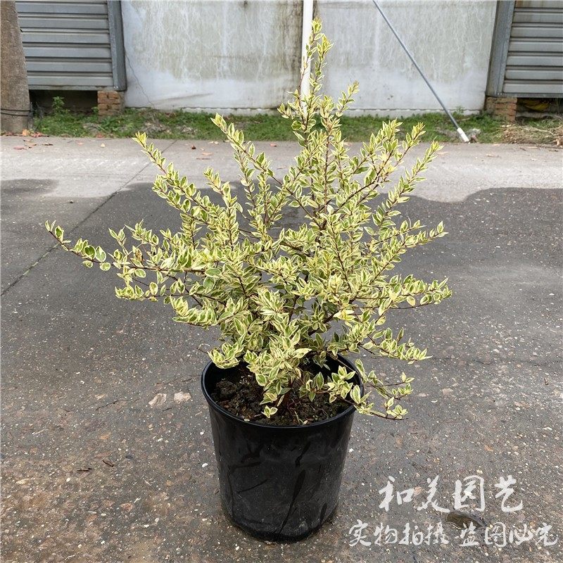 德国花叶香桃木大苗 金姬小腊  多年生灌木彩色观叶植物 花镜植物