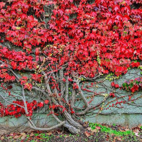 厂家爬山虎藤蔓爬藤植物耐热耐寒花卉攀爬四季爬墙虎五叶庭院户外