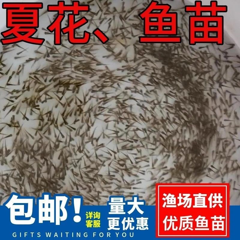 速发水花鱼苗鲫鱼草鱼桂鱼大头花鲢白鲢青鱼鲤鱼武昌鱼翘嘴鱼活体