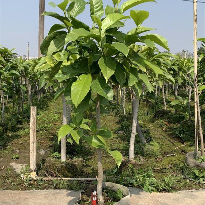 白兰花白玉兰树苗盆栽带花苞矮化老桩花卉绿植四季开x花植物黄角