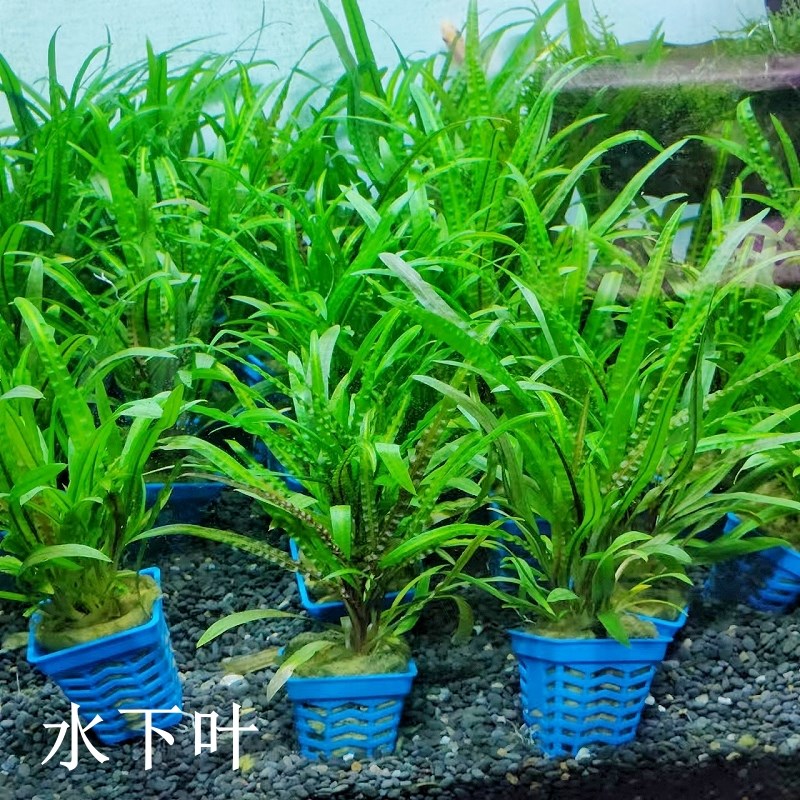 喷泉椒草鱼缸草缸造景水草植物B真中后景阴性好养活生长慢水下叶