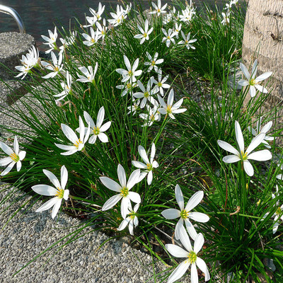 易生白葱b兰花苗矮生种草多年花宿根耐寒耐阴清明回忆思念小白花