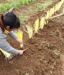韭黄种植筒黑罩子l家用隔光用套筒韭菜遮光筒韭黄遮阳桶农业圆柱
