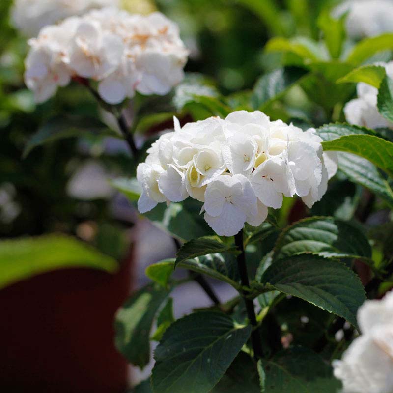 海蒂的花园 黑金刚白色大花绣球新品分枝好阳台庭院盆栽花卉植物