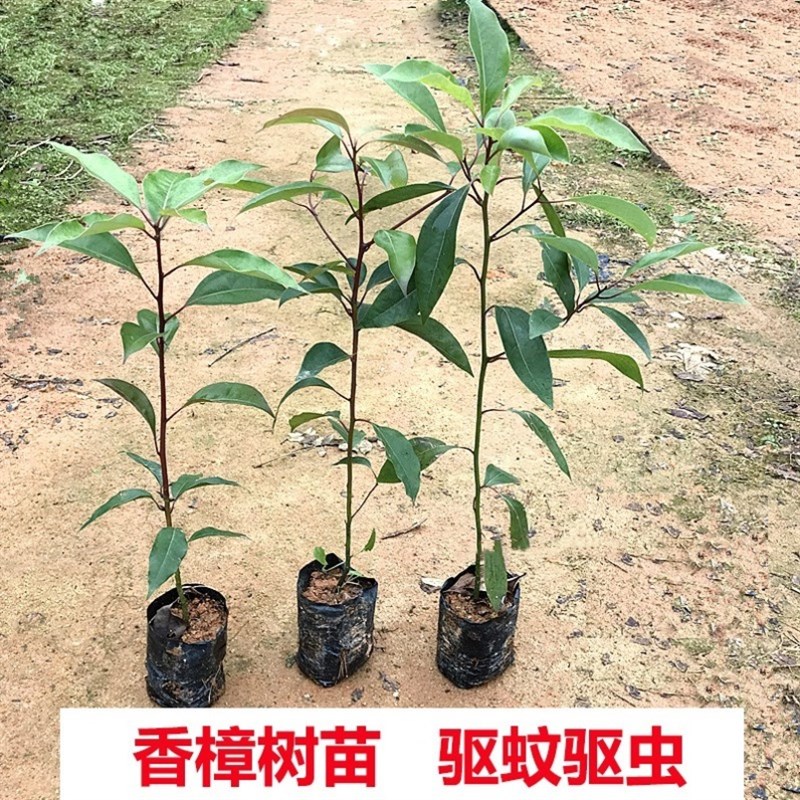 植树节小树苗学校单位公司3.12活动绿化栽种香樟苗樟树种植盆栽苗