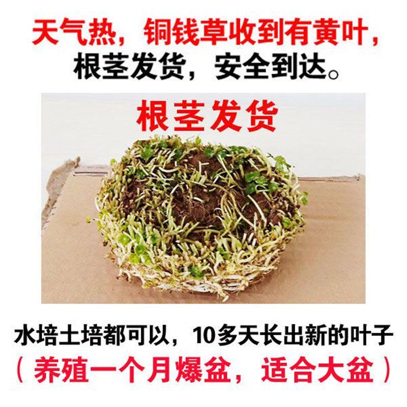 小众高货绿水生客厅养植栽植办公室栽花花盆家庭睡莲花卉.植物养