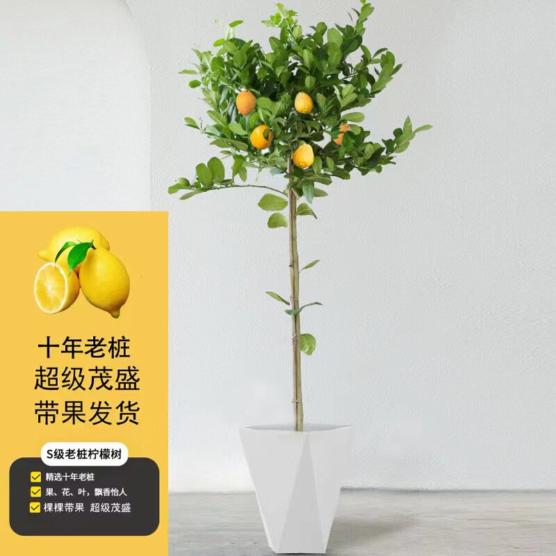 工厂销香水柠檬j树苗盆栽带果可食用客厅绿植大型植物室内阳台四