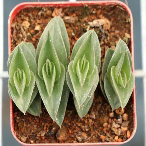 新品一帆风顺多肉植物 肉肉盆栽 船帆形状办公室绿植桌面阳台花卉