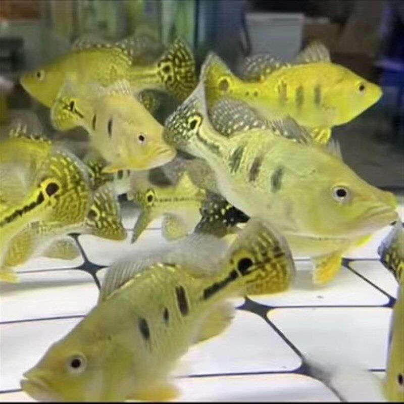 黄金虫纹巴西亚短身零号球型巴西亚热带大型凶猛肉食龙鱼配鱼好养