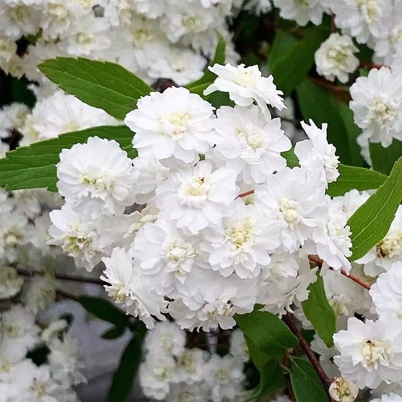 重瓣绣线菊盆栽小手球花卉绿植地栽庭院耐寒菱叶绣线菊鲜切插花耐