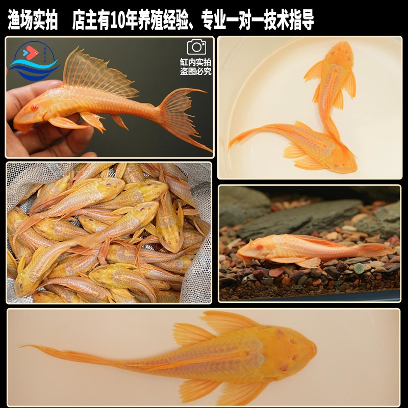 速发女王大帆清道夫垃圾鱼清洁鱼缸除藻工具鱼热带淡水观赏鱼清道