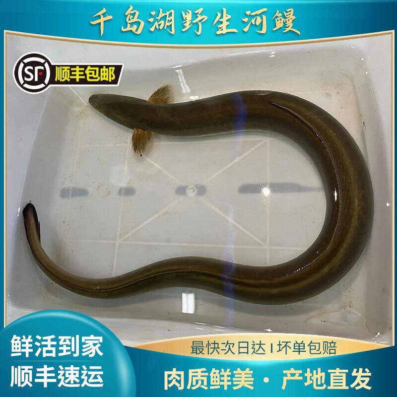 千岛湖野生河鳗溪鳗新鲜鳗鱼鲜活淡水白鳝鱼整条包活到家海鲜食用