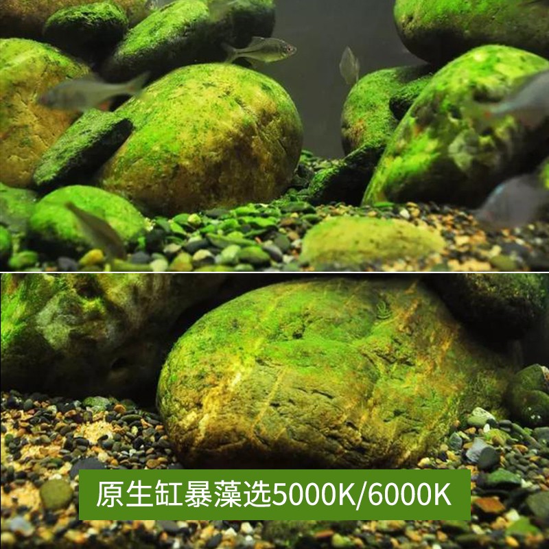 30W工程款led par30射灯光源 全光谱植物补光cob灯泡水草鱼缸爆藻