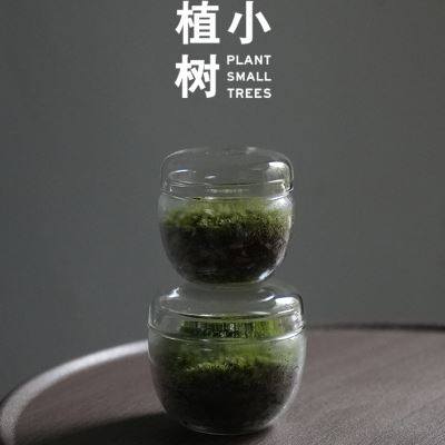 速发植小树 碧绿 苔藓微景观生态瓶办公室茶室桌面趣味植物小摆件