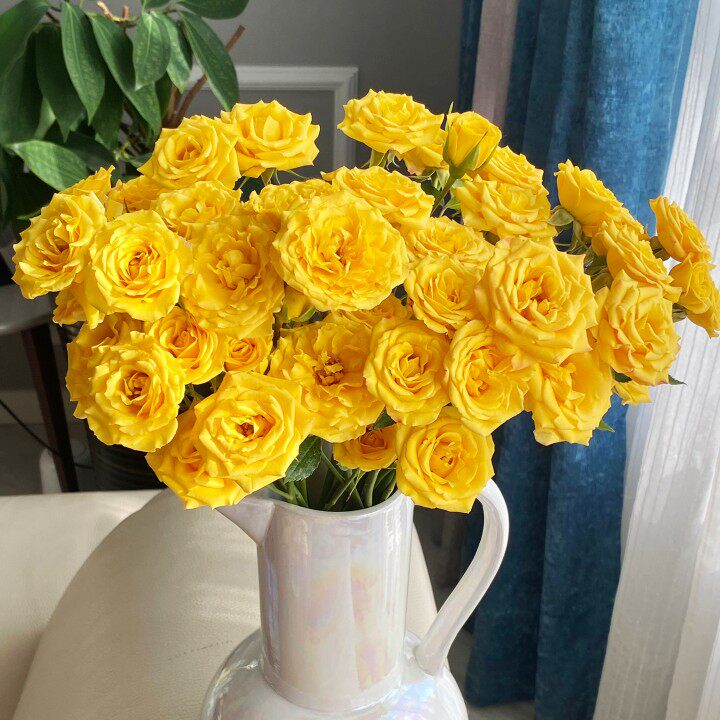 精选多头玫瑰鲜切花花瓶水养鲜花客厅摆设植物花卉送人礼物发顺丰